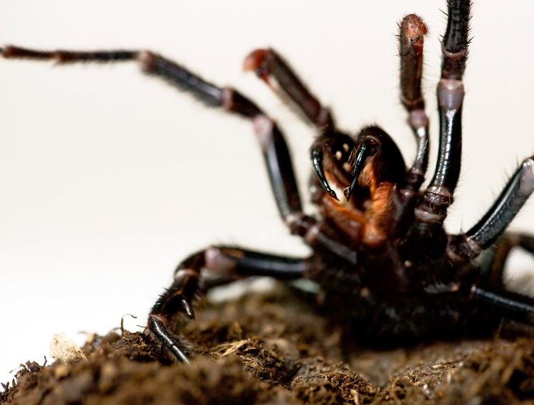 Funnel web spider